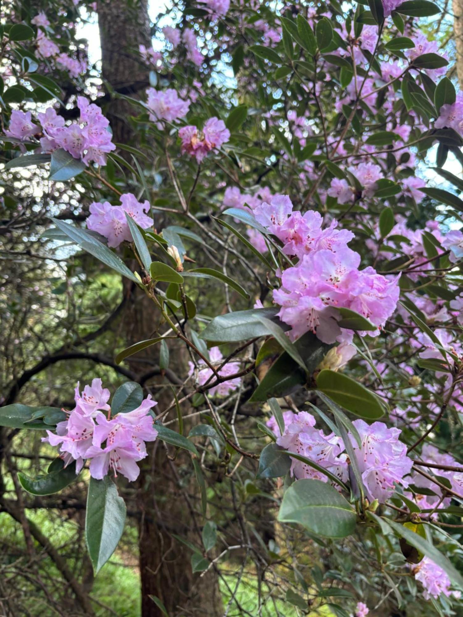 North Lodge Kilmun 외부 사진